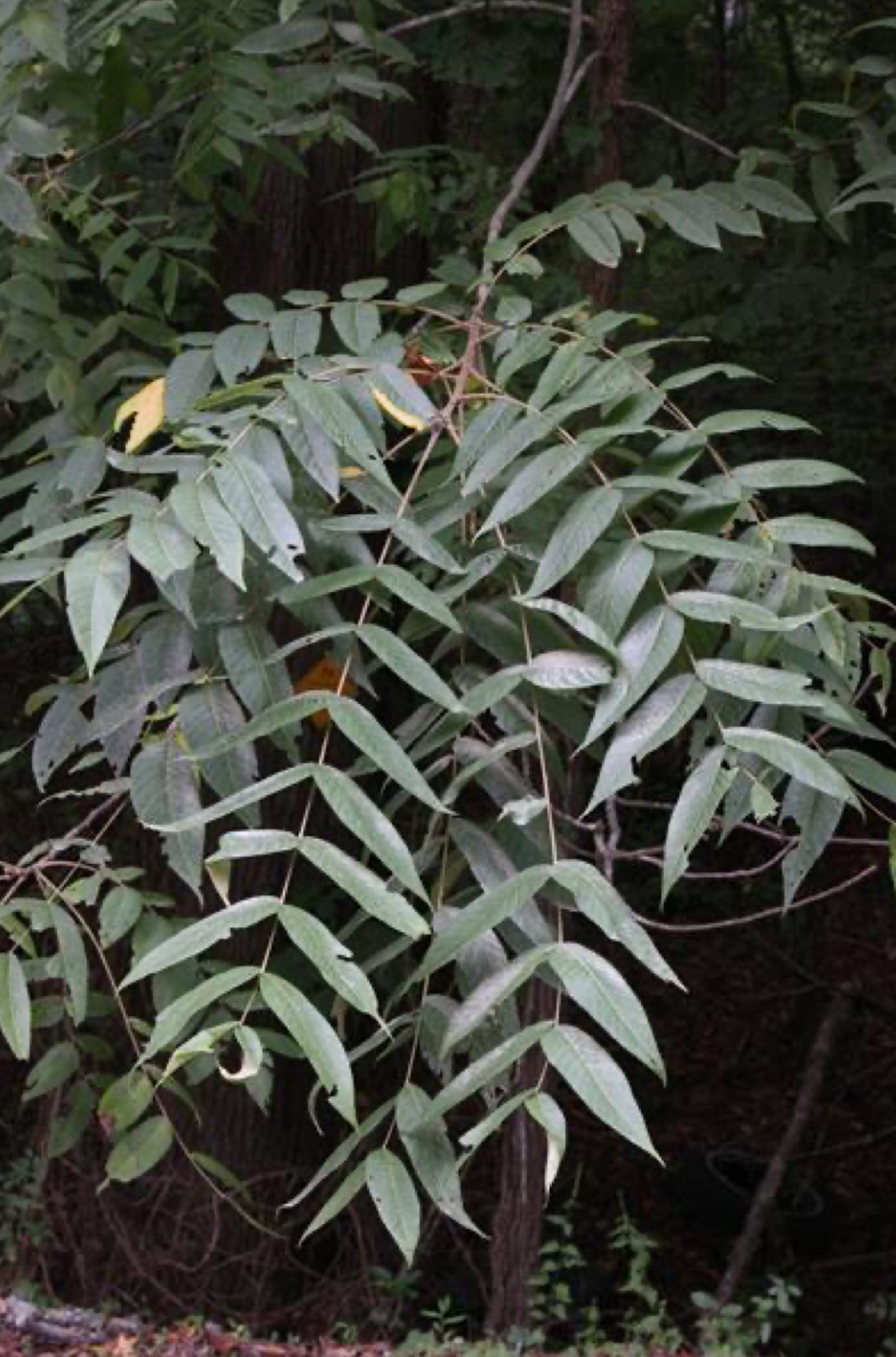 <p>black walnut </p>