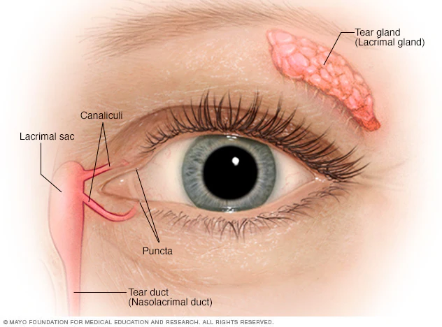 <p>tear-shaped gland located above each eye that produces the aqueous portion of the tear film.</p>