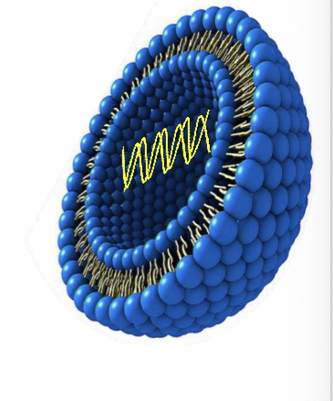 <p>liposomes</p><ul><li><p>spherical vesicles composed of <strong>synthetic lipid bilayers</strong> that miimc the structure of biological membranes</p></li><li><p><strong>cationic (pos charge) lipids</strong> used for transferring <strong>DNA (neg charge) </strong>into cells</p></li><li><p>the transgene is packaged <em>in vitro</em> with the liposomes and used directly for delivering the DNA to a suitable target tissue <em>in vivo</em></p></li><li><p>lipid coating protects the DNA <em>in vivo</em> and binds to cells</p></li><li><p>packaged DNA enters into cells by <strong>direct fusion</strong></p></li><li><p><strong>efficiency of transfer is relatively low and the introduced foreign gene does NOT integrate into hosts genome</strong></p></li><li><p><strong>high liposome and DNA concentrations required</strong> but both are relatively easy and cheap to manufacture in large amounts</p></li></ul><p></p>