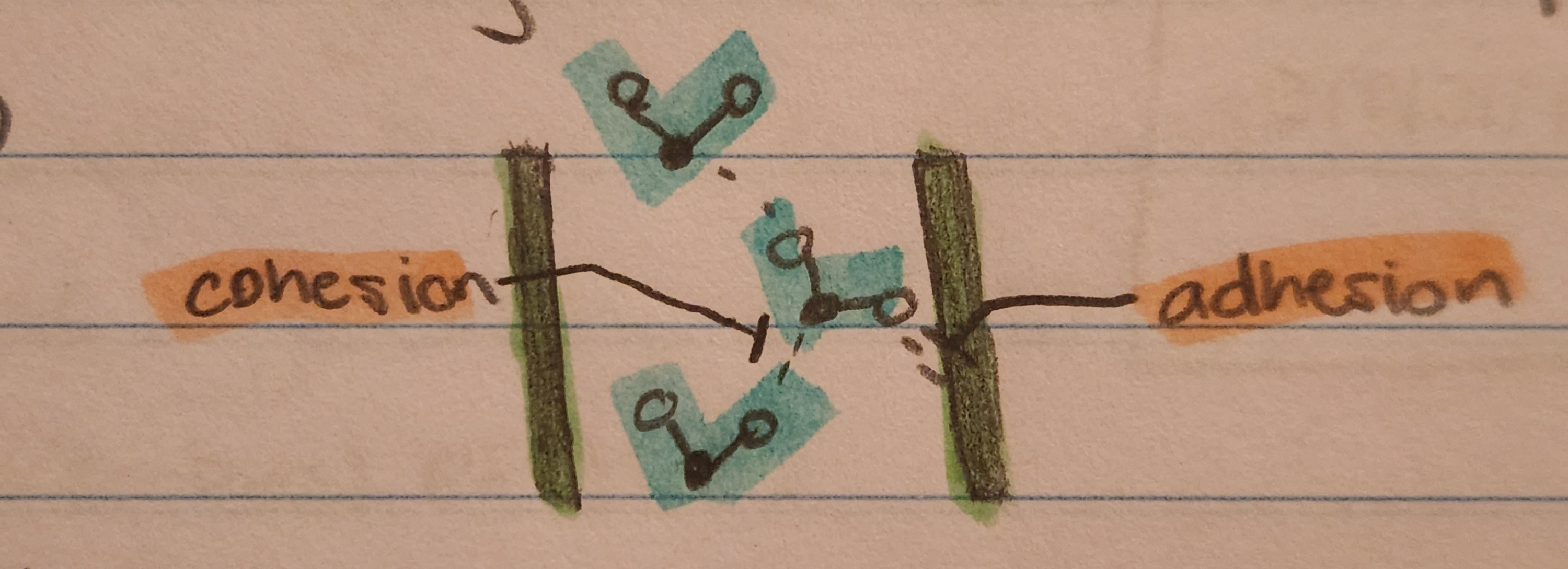 Cohesion is shown between water molecules; Adhesion is shown between the walls of the plant and water molecules