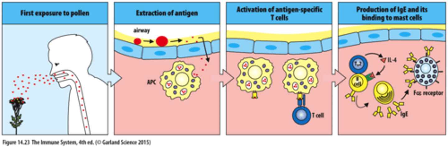 <p>a substance that causes an allergic reaction</p>