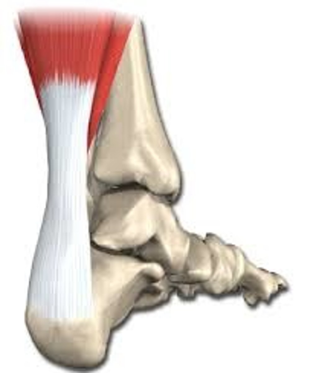 <p>attaches the gastrocnemius muscle to the heel bone</p>