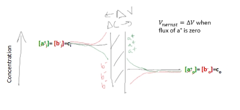 <p>Voltage diff across the membrane created by transferring just enough permanent ions to create an electrostatic barrier against further flow of ions&nbsp;</p>
