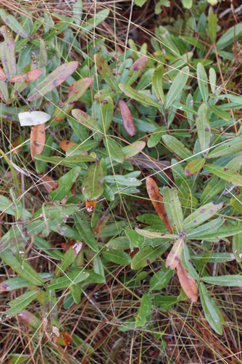 <p>what is the name of the plant pictured here?</p>