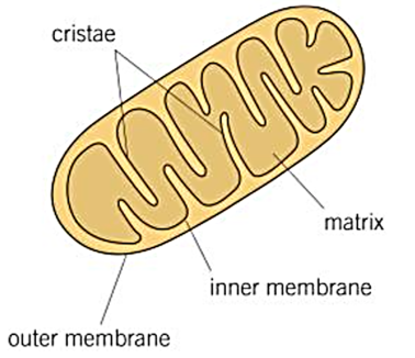 <p>-has a <strong>double membrane</strong> (outer and inner), where inner is folded to form <strong>cristae</strong> (provides large surface area), inside the inner is <strong>matrix</strong> (contains enzymes, circular mitochondrial DNA and ribosomes)</p><p>function = site of <strong>aerobic respiration</strong> to produce ATP</p>