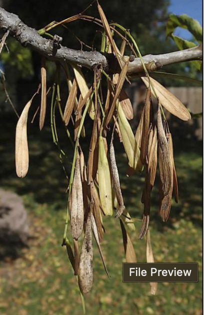 <p>lanceolate, thinnest samara, wing goes around seed</p>