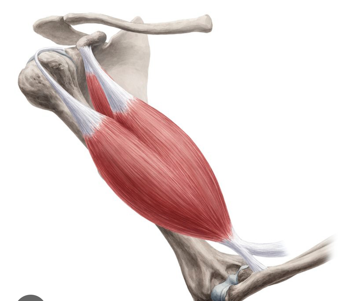 <p>biceps brachii</p>