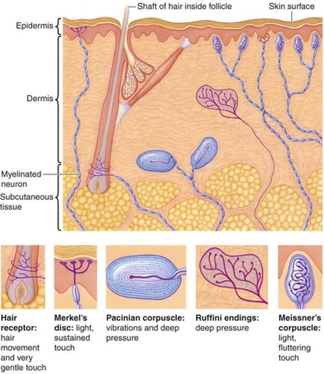 <p>Merkel's Disc, Pacinian Corpuscle, Ruffini Endings, and Meissner's Corpuscle.</p>
