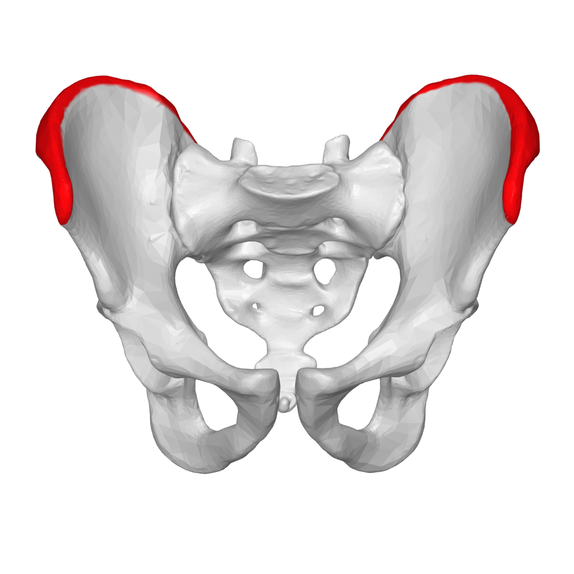 <p>raised edge where connective tissue joins mucle and bone, such as the </p>