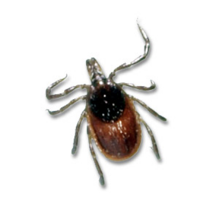 <p>soft or hard tick</p>