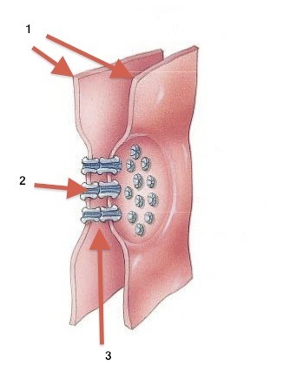 <p>Forms an intercellular passageway between the membranes of adjacent cells to facilitate movement of small molecules between cytoplasm of the cells. Found in epithelial cells in the skin.</p>