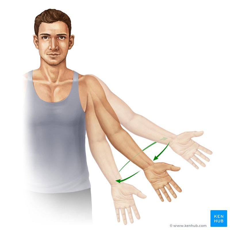 <p>What joint movement is this? </p>