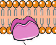 <p>Peripheral Proteins</p>