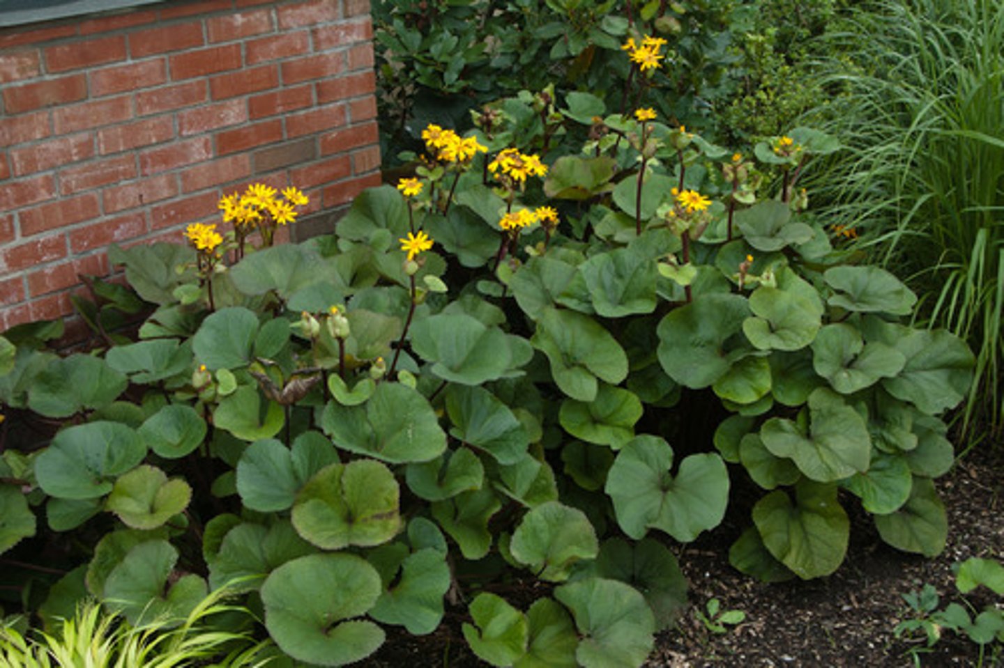 <p>Ligularia spp.</p>