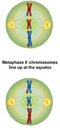 <p>Chromosomes align at the metaphase II plate while the kinetochore fibers of the chromosomes are oriented towards opposite poles.</p>