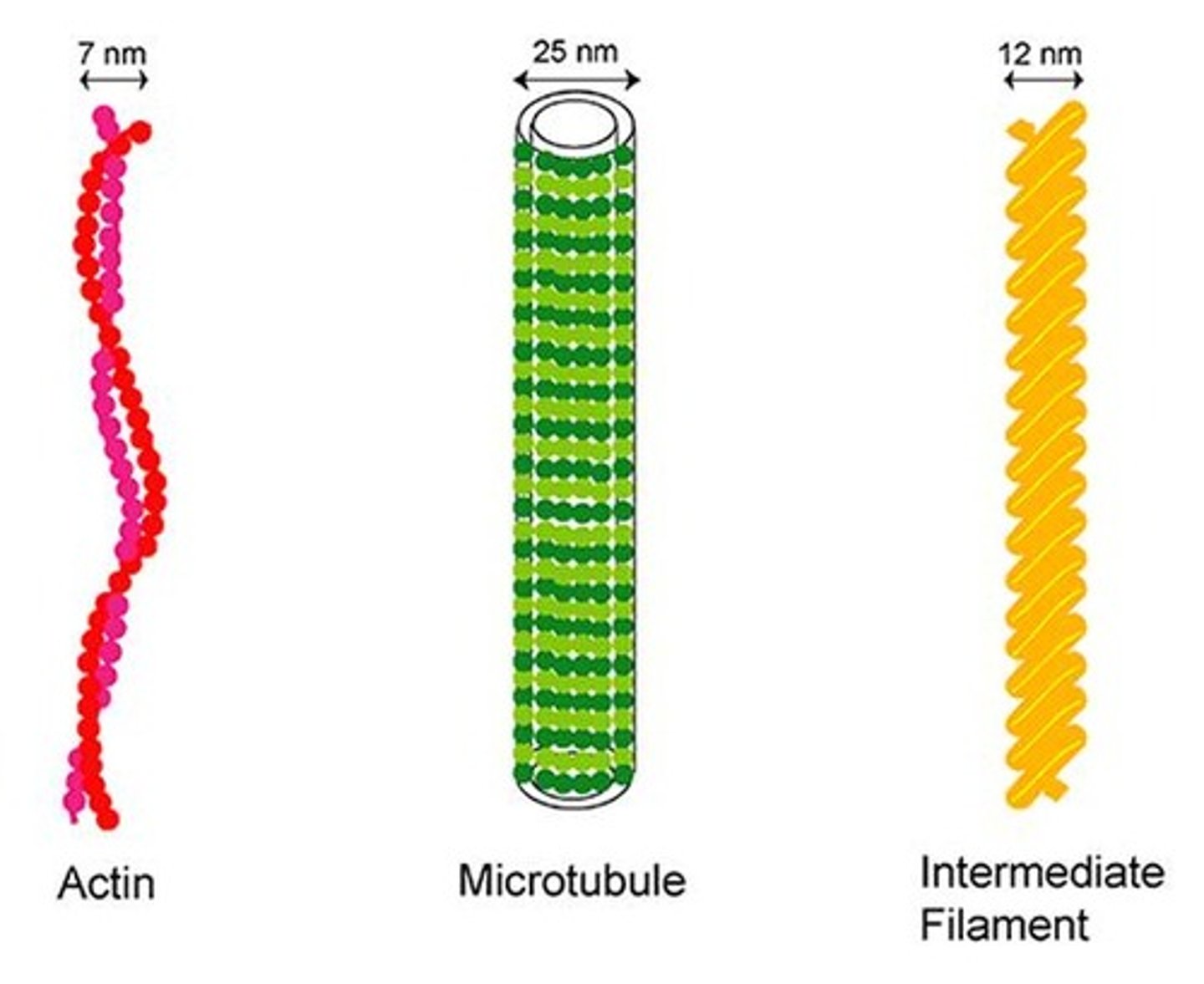 <p>Network of fibers providing cell shape and movement.</p>