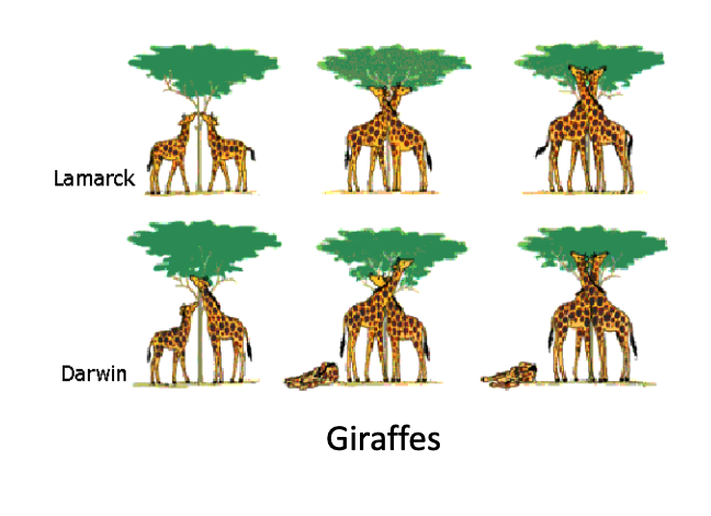 <p>ex) Lamarck believed that for giraffes, their necks grew over time to help them get their food, whereas Darwin believed that over time short necks died because they were unable to reach the trees and longer necks lived to reproduce those “favorable” traits onto the next generation.</p>
