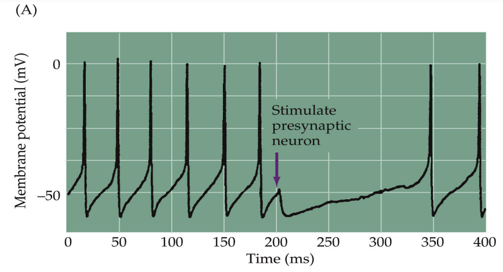 <p>Inhibitory neurons play a crucial role in the <strong>modulation of neuronal circuits</strong> by preventing excessive excitatory signals</p><ul><li><p>Inhibitory neuron causes <strong>hyperpolarisation potential</strong></p><ul><li><p>This can remove the ability of a number of excitatory inputs to allow the neuron to reach threshold and fire an action potential</p></li></ul></li><li><p>e.g. muscle spindle reflexes (one antagonist muscle gets inhibited)</p></li></ul><p></p>