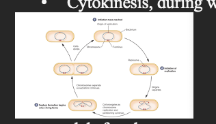 •       Cell cycle: The complete seq of events extending from formation of a new cell through the next division.

•       Three Phases:

•       A period of growth after the cell is born, which is similar to the G1 phase of the euk cell cycle

•       Chromosome replication and partitioned period, which functionally corresponds to the S and mitosis events of the M phase of the euk cycle

•       Cytokinesis, during which a septum and daughter cells are formed
