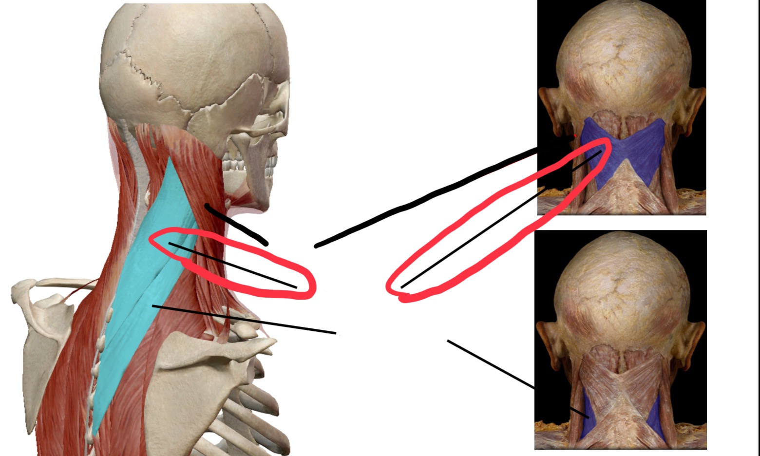 knowt flashcard image