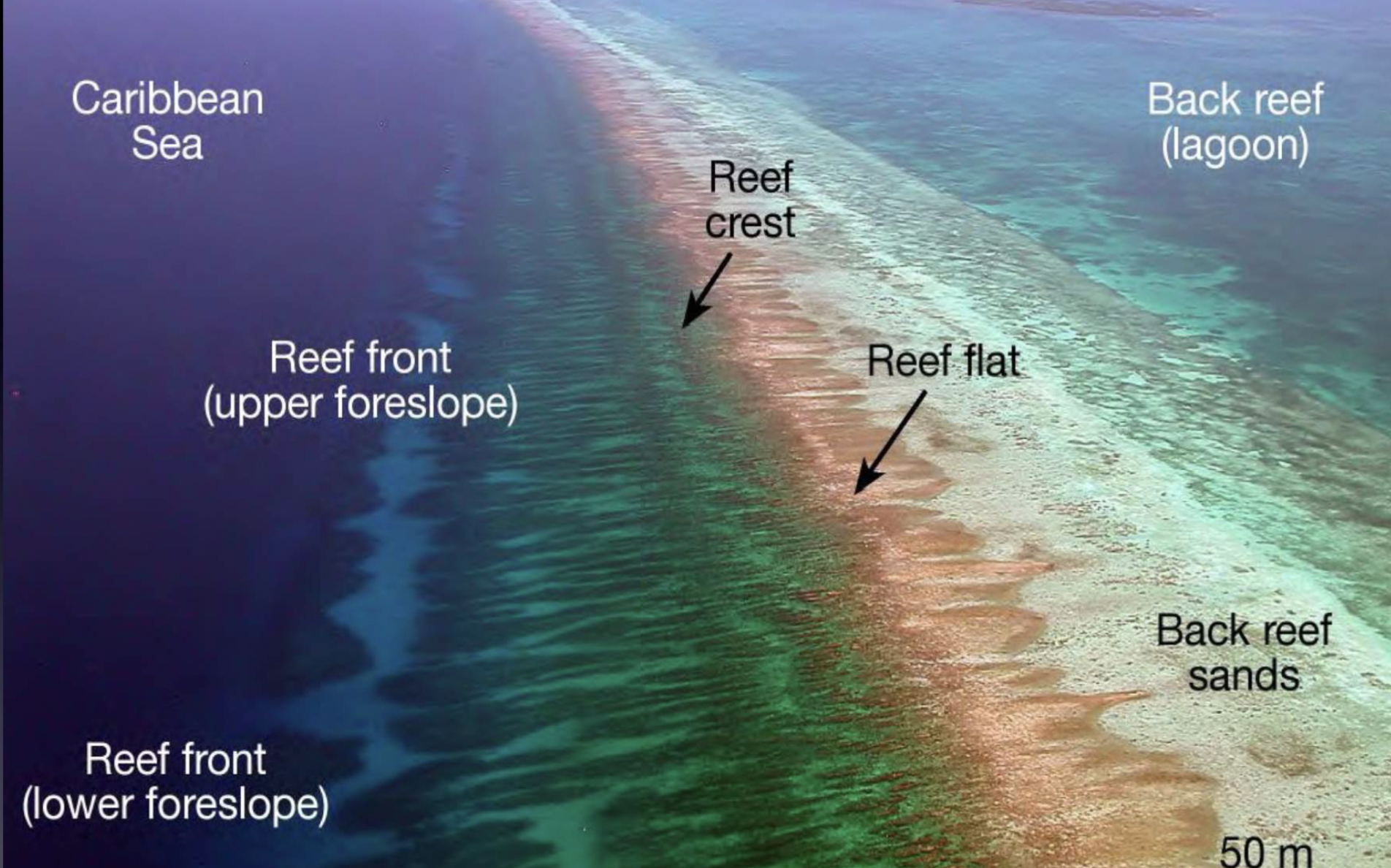 <p>They exhibit horizontal and vertical zonation; different coral assemblages and animals live in different places</p><ul><li><p>A result of changes in sunlight as well as other factors (salinity, nutrition, temp)</p></li></ul>