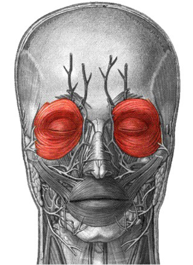 <p>Origin: Frontal and maxillary bones Insertion: Tissue of eyelids Action: Closes eye, pulls eyebrow inferiorly</p>