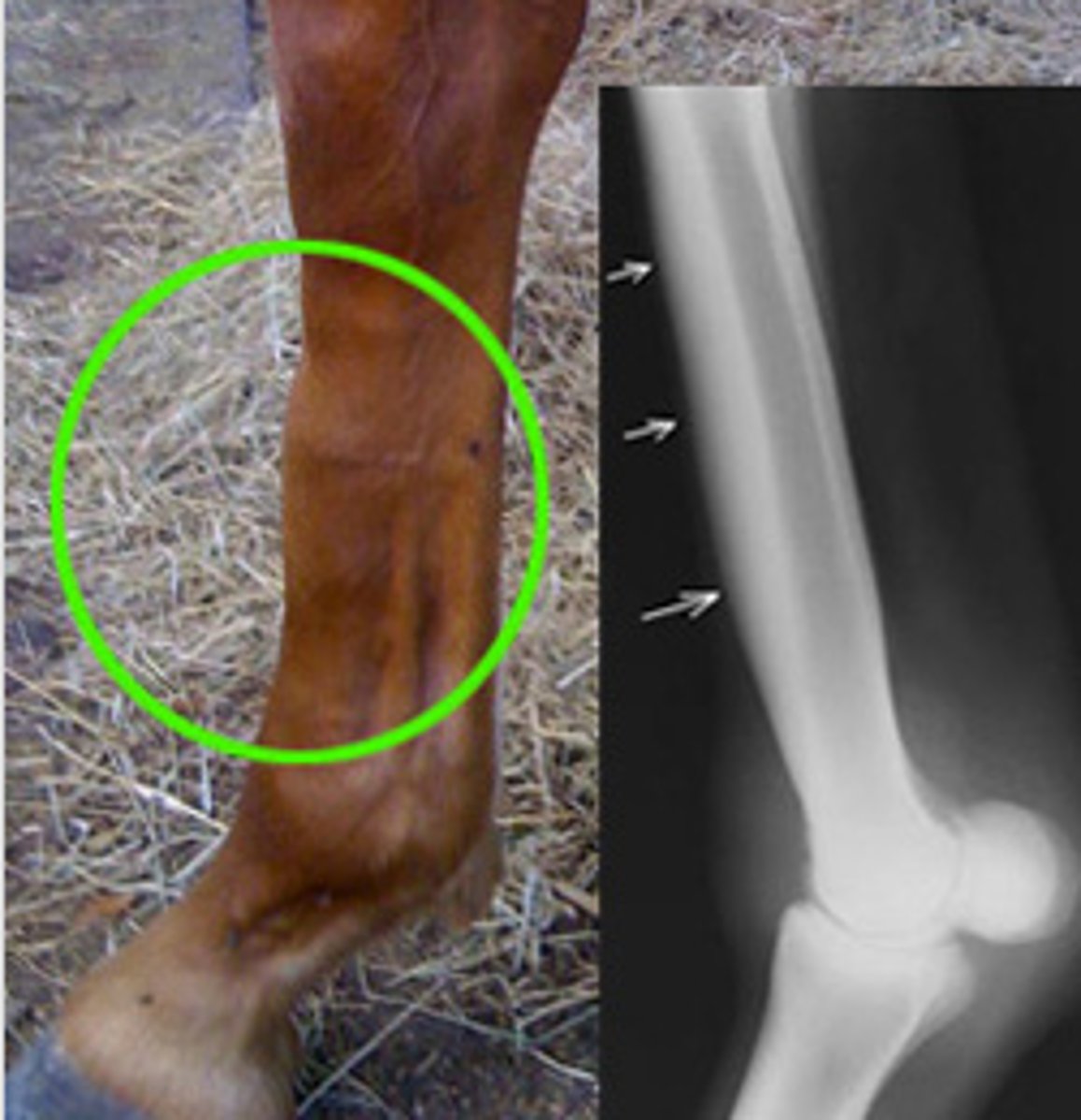 <p>Cannon Bone</p>