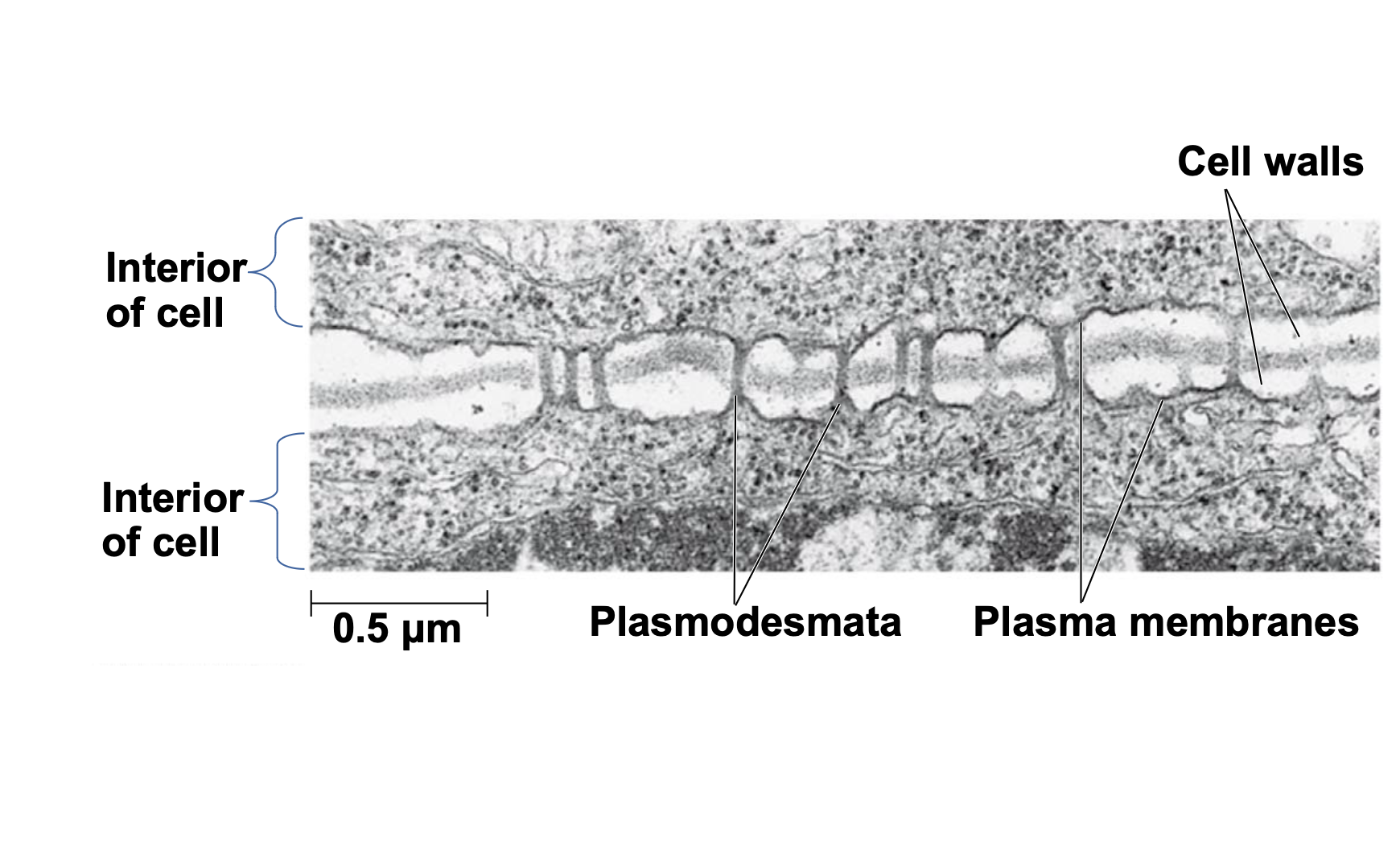 Plasmodesmata are channels that perforate plant cell walls

Through plasmodesmata, water and small solutes (and sometimes proteins and RNA) can pass from cell to cell

 \n 
