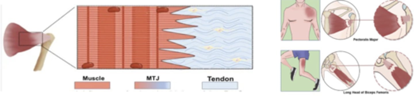 <p>Transmit force between muscle + tendon!</p>