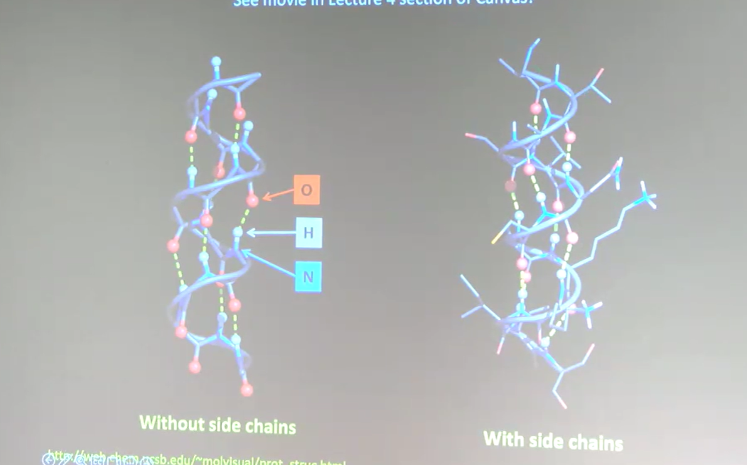 <p><u>Spiral-like (or cylindrical) structure</u> formed from <u>favorable hydrogen bonds </u>created between O, H, and N part of peptide backbone. There are many hydrogen bonds throughout the alpha-helix that allows for the structure. The side chains stick out of the alpha-helix. Part of the secondary structure of a protein.</p>