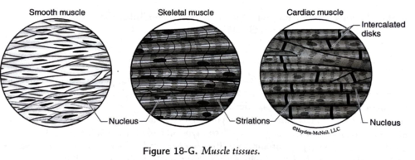 <p>skeletal muscle</p><p>smooth muscle</p><p>cardiac muscle</p>