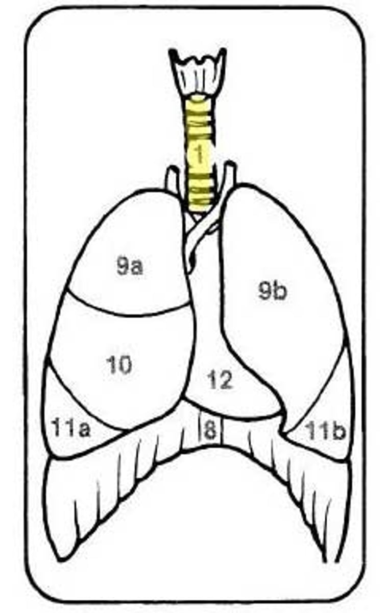 <p>DEFINITION</p><p>Major airway, reinforced by rings of cartilage, that extends from the larynx to the bronchi</p>