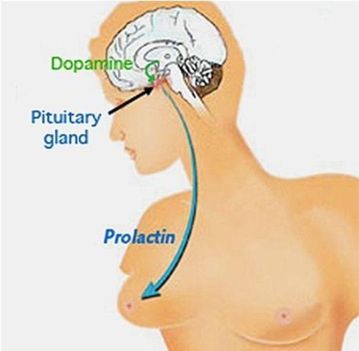 <p>This is by the blocking of D2 receptors in another dopaminergic pathway called the tuberoinfundibular (TI).</p><p>TI pathway is from hypothalamus to pituitary gland.</p>