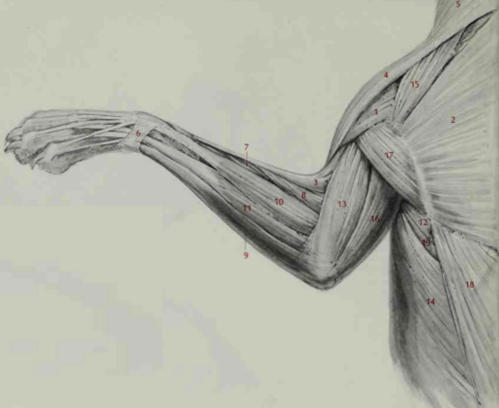 <p>Superficial muscles of the thorax and forelimb dorsal view</p>