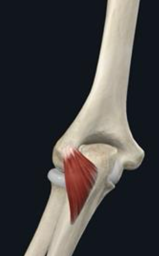 <p>What is the proximal attachment of the anconeus?</p>