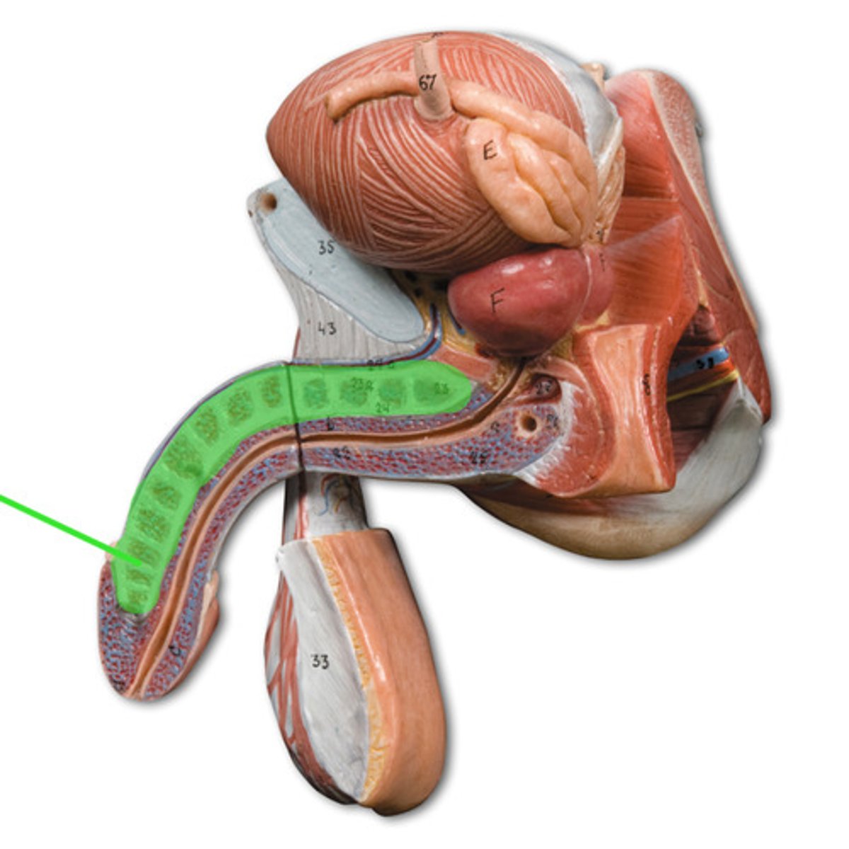 <p>Two columns of erectile tissue in the penis that become engorged with blood during sexual arousal.</p>