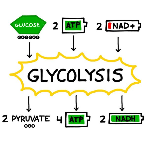 <p>Starts with glucose, ends with 2 pyruvate, 2 ATP (net), and 2 NADH.</p>