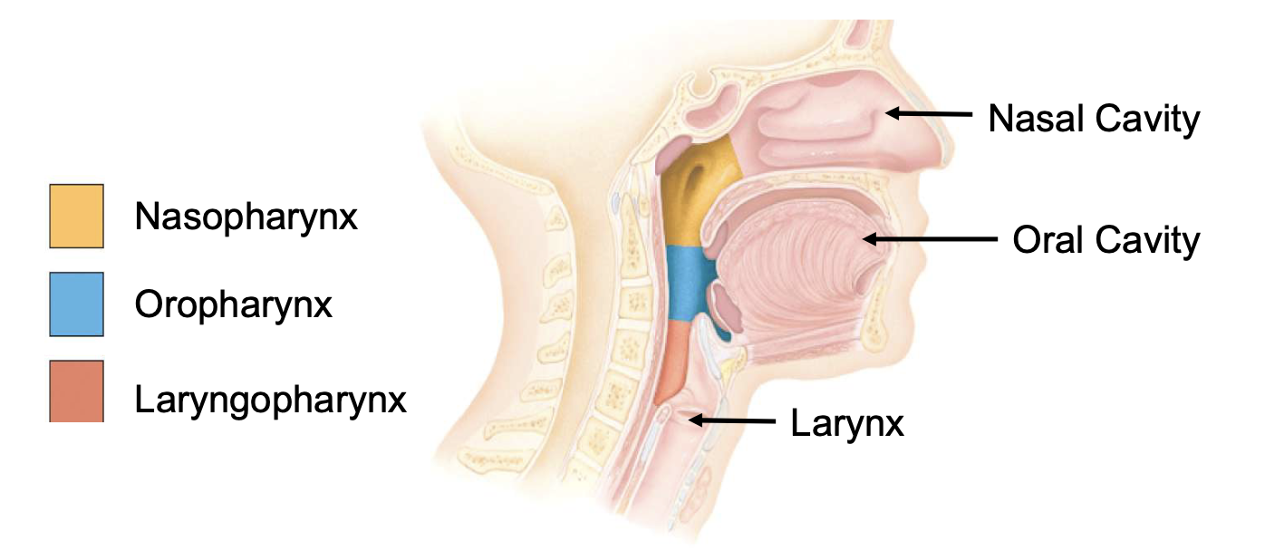 <p>nasopharynx, oropharynx, laryngopharynx</p>