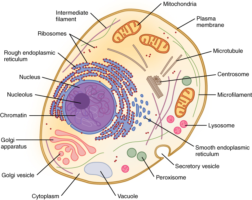 <p>any of a number of organized or specialized structures within a living cell</p>