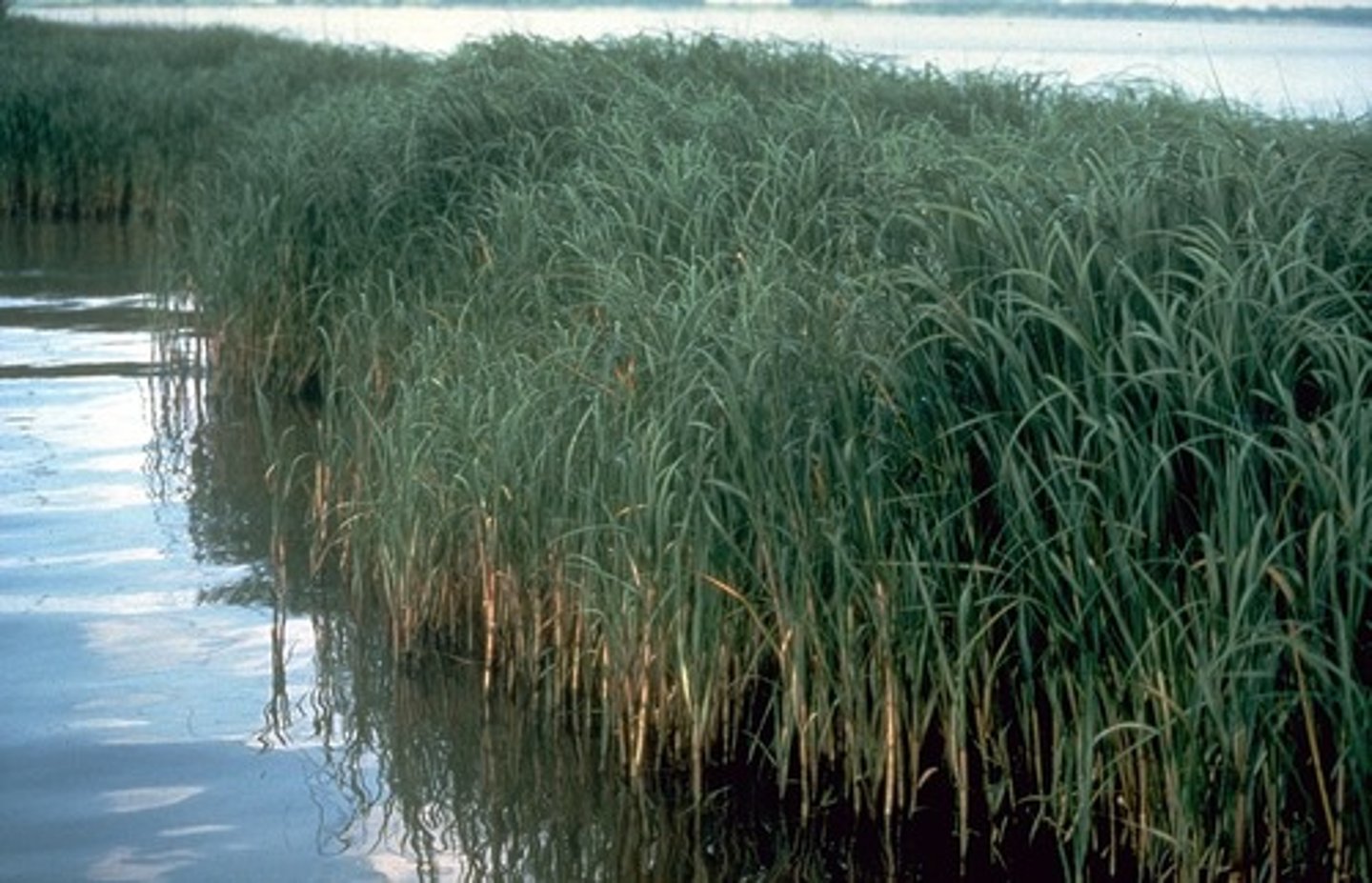 <p>Wetland plants are often used for bioremediation to help treat mine water.</p>