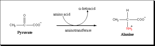pyruvate