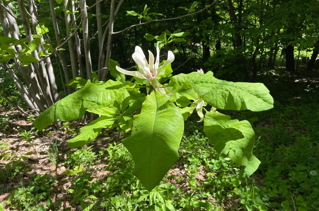 <p><em>Magnolia tripetala</em></p>