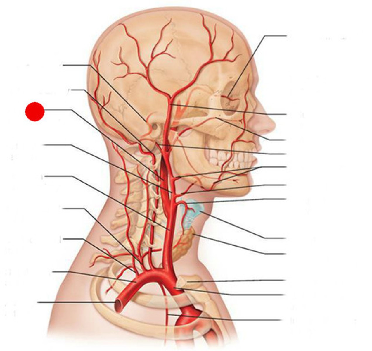 <p>Artery that supplies blood to the brain, eyes, eyelids, forehead, nose, and internal ear; is an internal artery branching off from the common carotid arteries</p>