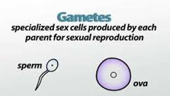 reproductive cells