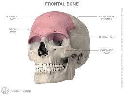 <p><span>An unpaired <strong>bowl-shaped bone</strong> located in the <strong>forehead</strong> region. It contributes in forming the anterior part of the </span>skull<span>.</span></p>