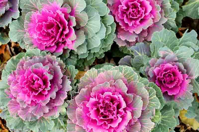 <p>compact, rosette-forming plant with frilly green, pink, red, or white foliage that intensifies in cool weather.</p><p>-ornamental cabbage deosn’t make traditional head like vegetable cabbage, color and form, leaf margins are curly or smooth</p><p>-ornamental kale, more variety in leaf forms and colors, white, pink, purple etc. Bigger plant. (Don’t like warmer weather?)</p>