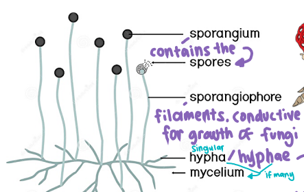 <ol><li><p>Sporangium = contains the Spore</p></li><li><p>Spore</p></li><li><p>Sporangiophore = filaments</p></li><li><p>Hypha / Hyphae</p></li><li><p>Mycelium = many hypha = like root</p></li></ol>