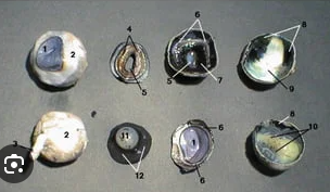 <p>4 and function</p>