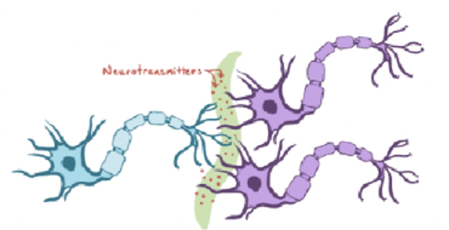 <p>- found in some motoneurons of spinal cord</p><p>- single AP in motoneurons causes many APs in postsynaptic cells</p>