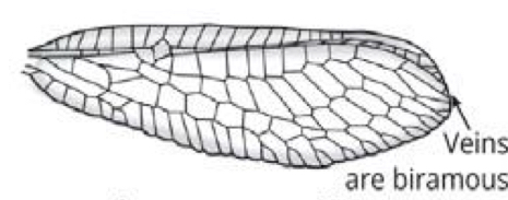 <p>Name what kind of wing this is and and example of the order it is found in</p>